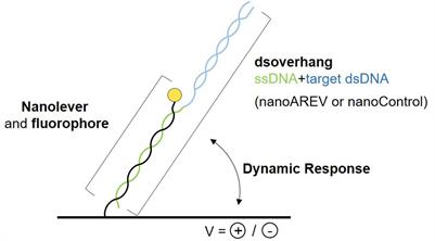 Molecular Dynamics to Elucidate the DNA-Binding Activity of AlpZ, a Member of the Gamma-Butyrolactone Receptor Family in Streptomyces ambofaciens